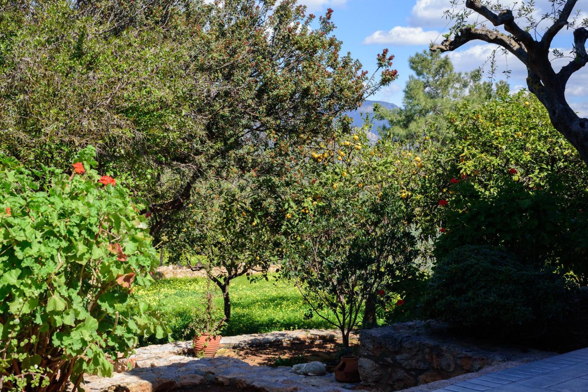 Eleni'S House Βίλα Asopos Εξωτερικό φωτογραφία